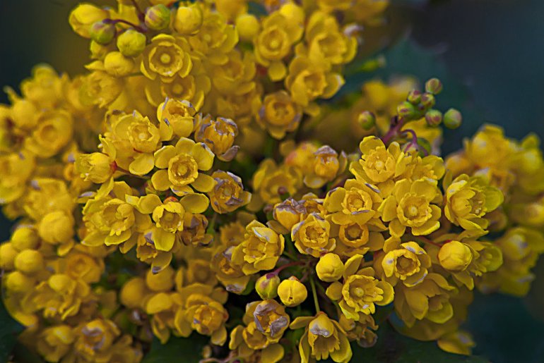 2 Quote A Flower Daily - Oregon Grape 02