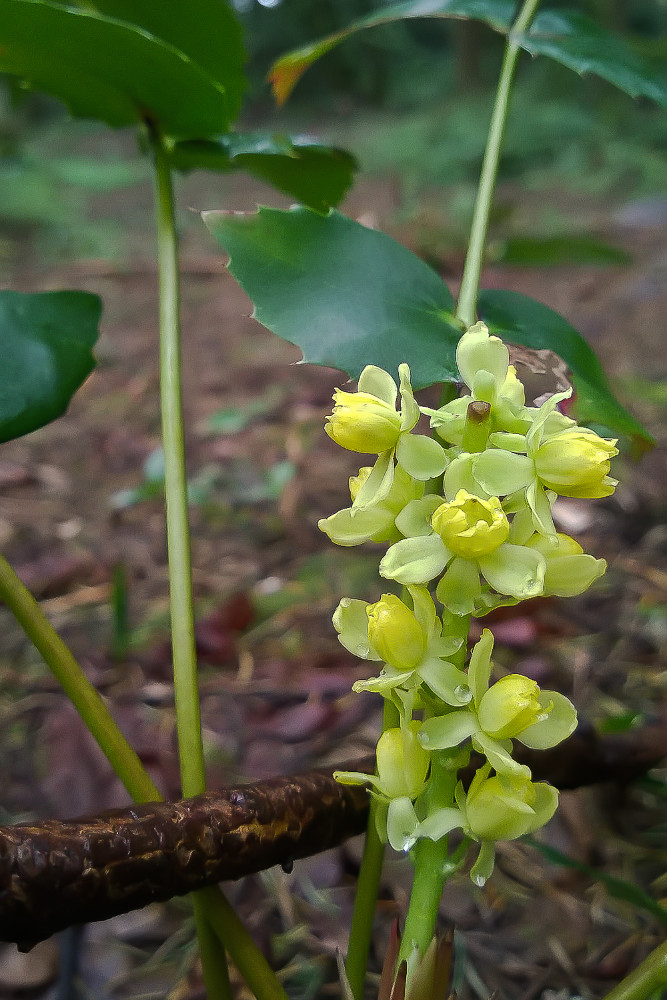 2 Quote A Flower Daily - Oregon Grape