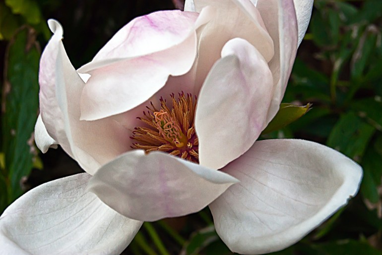 2 Quote A Flower Daily - Peeking Magnolia