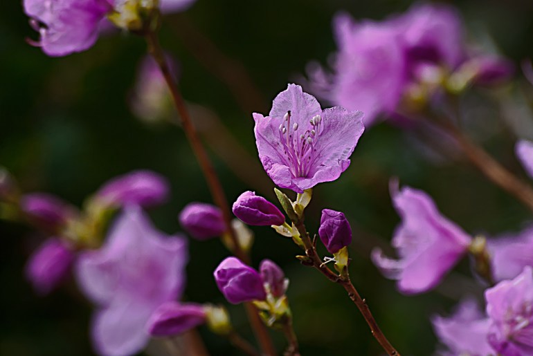 2 Quote A Flower Daily - Pink Azalea