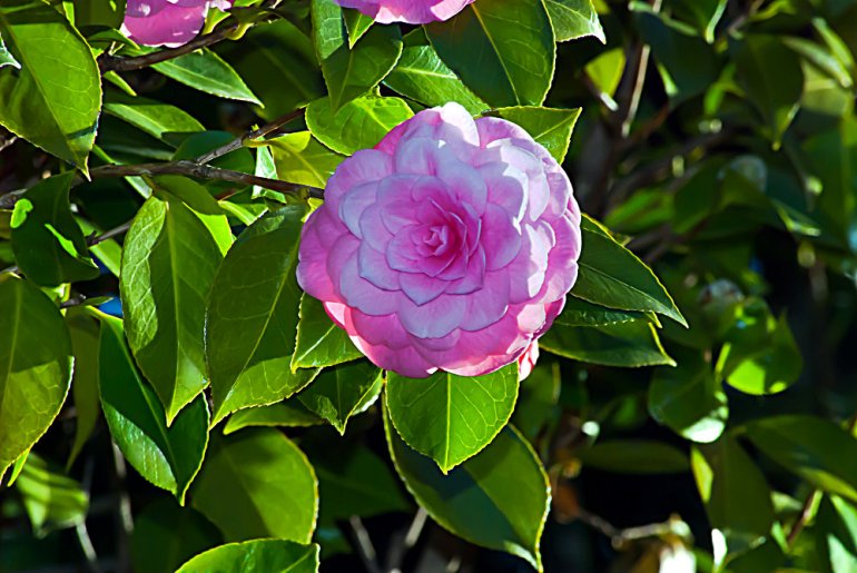 2 Quote A Flower Daily - Pink Camellia
