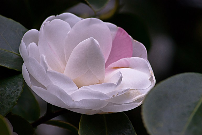 2 Quote A Flower Daily - Pink Highlights