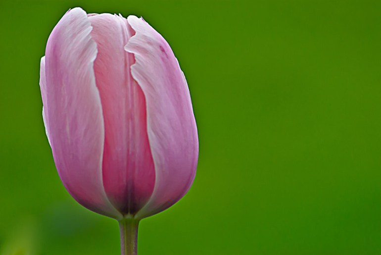2 Quote A Flower Daily - Pink Tulip 02