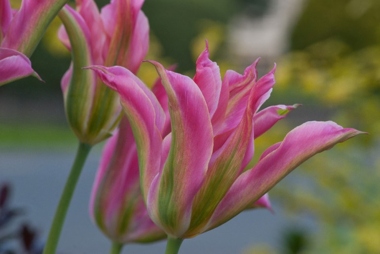 2 Quote A Flower Daily - Pink Tulip 04