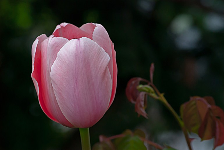 2 Quote A Flower Daily - Pink Tulip