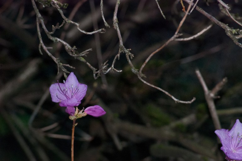 2 Quote A Flower Daily - Pink