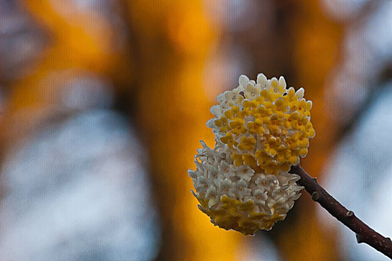 2 Quote A Flower Daily - Popcorn