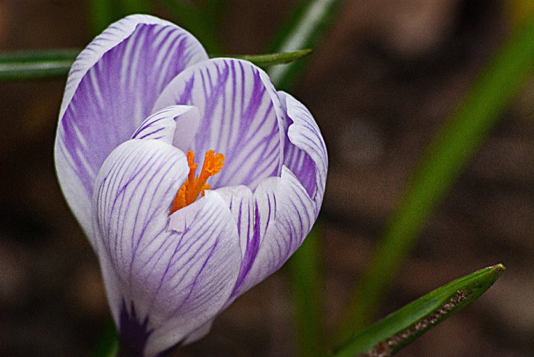 2 Quote A Flower Daily - Purple and White Crocus