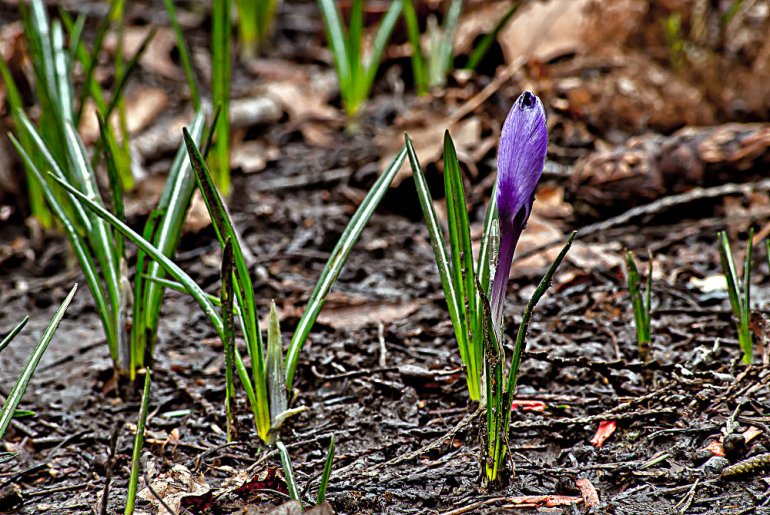 2 Quote A Flower Daily - Purple Crocus