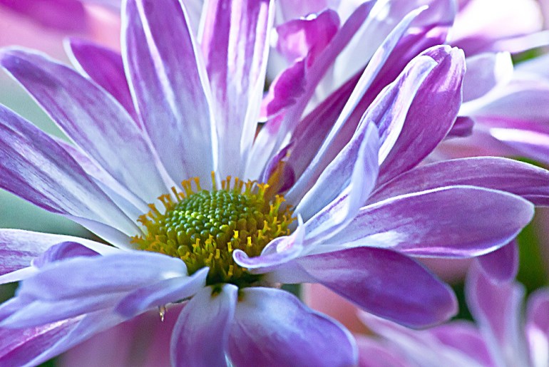 2 Quote A Flower Daily - Purple Daisy 01