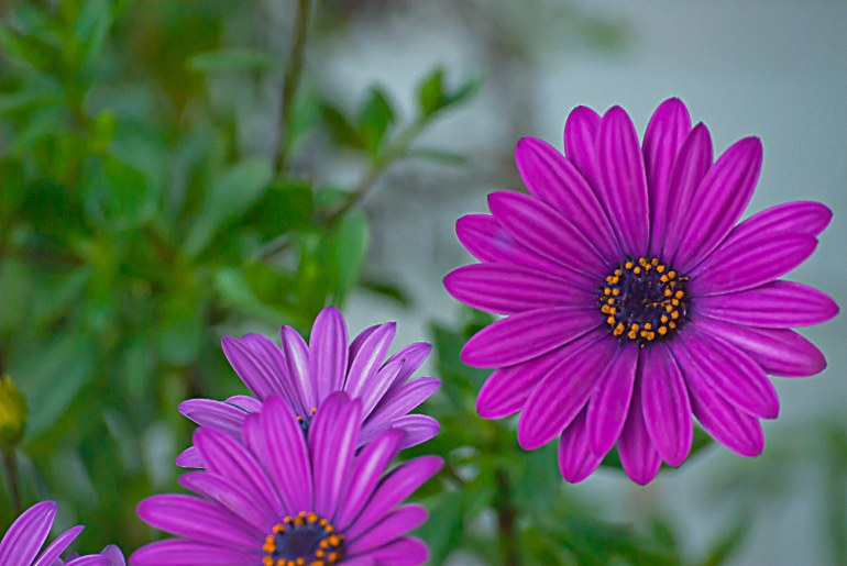 2 Quote A Flower Daily - Purple Daisy