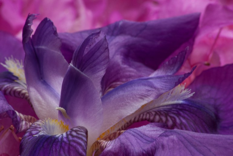 2 Quote A Flower Daily - Purple Iris Macro