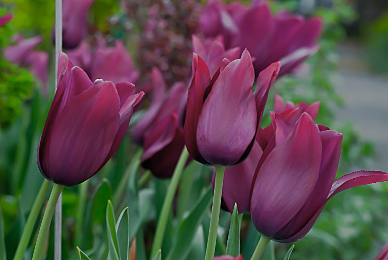 2 Quote A Flower Daily - Purple Tulip
