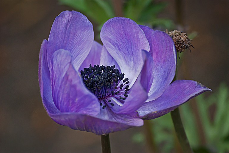 2 Quote A Flower Daily - Purple