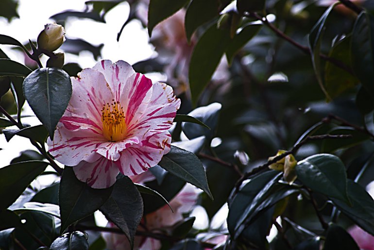 2 Quote A Flower Daily - Red and White Camellia