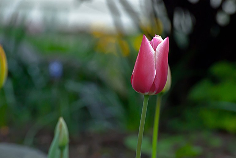 2 Quote A Flower Daily - Red and White Tulip
