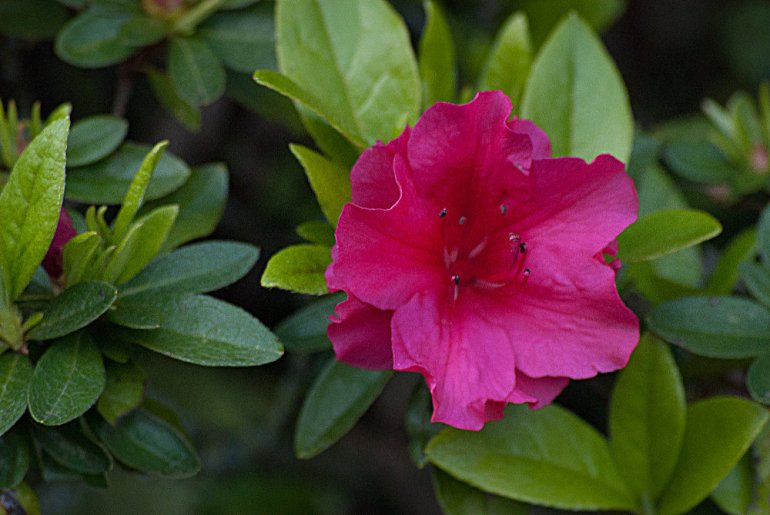 2 Quote A Flower Daily - Red Azalea