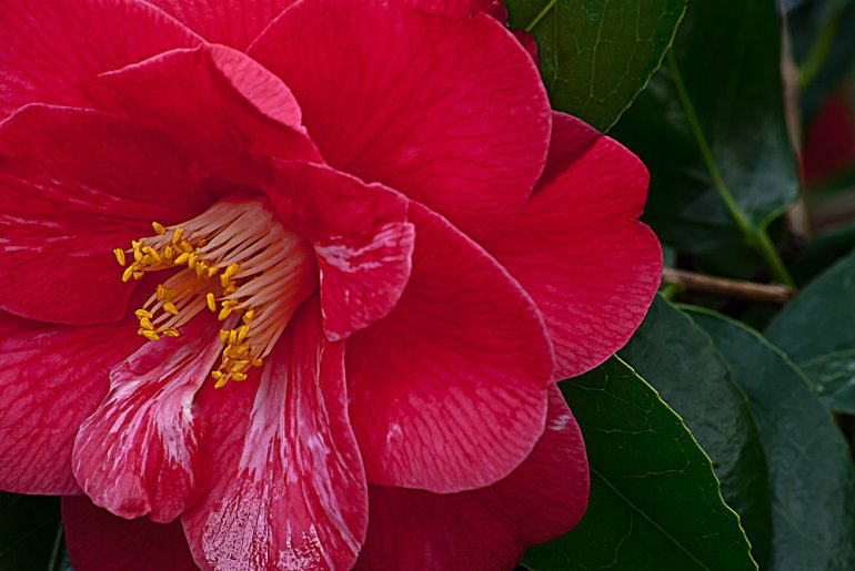 2 Quote A Flower Daily - Red Camellia 02