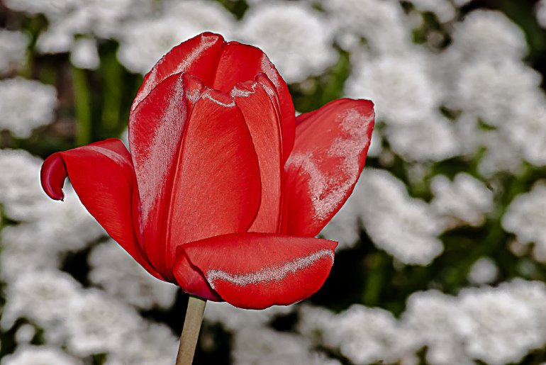 2 Quote A Flower Daily - Red Shine