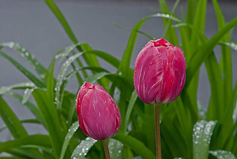 2 Quote A Flower Daily - Red Tulips