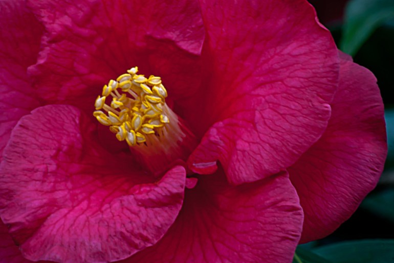 2 Quote A Flower Daily - Red with Yellow Center