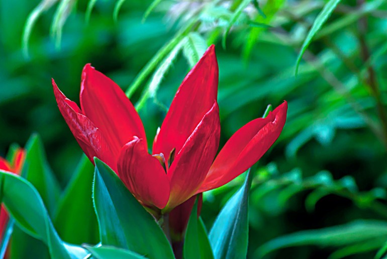 2 Quote A Flower Daily - Red