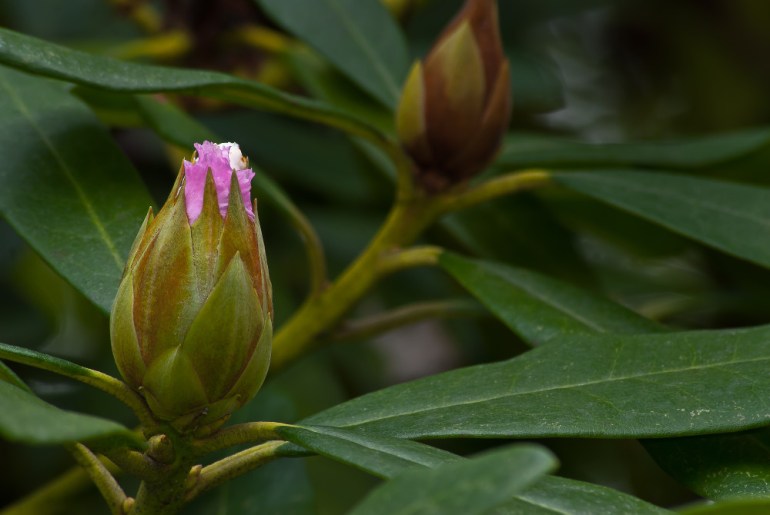 2 Quote A Flower Daily - Rhododendron Bud