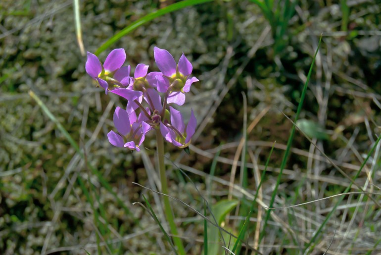 2 Quote A Flower Daily - Shooting Star Abstract