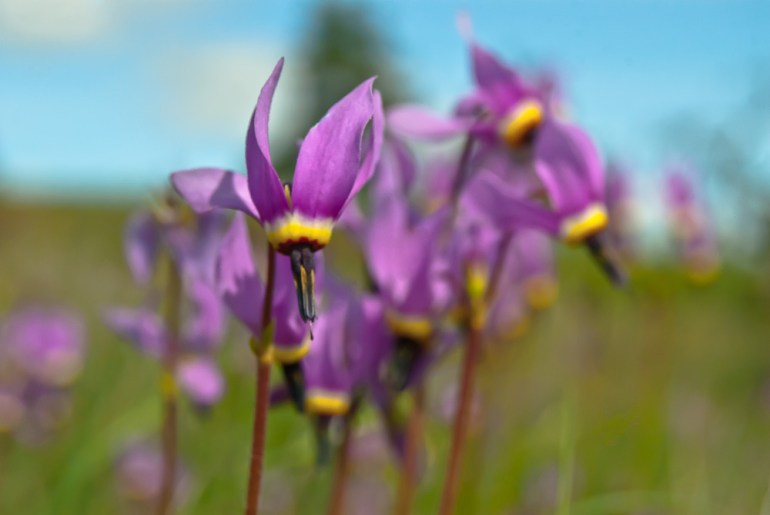 2 Quote A Flower Daily - Shoot Star Macro