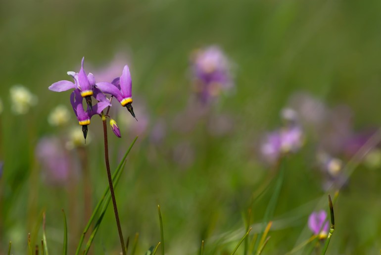 2 Quote A Flower Daily - Shooting Star