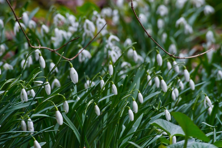 2 Quote A Flower Daily - Snowdrop Field