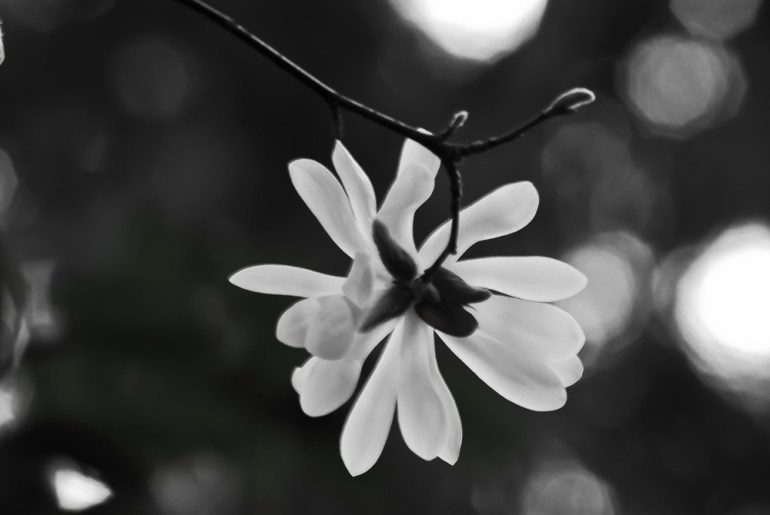 2 Quote A Flower Daily - Star Black and White