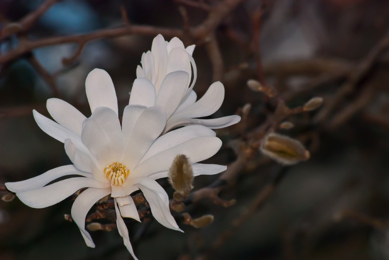 2 Quote A Flower Daily - Star Glow