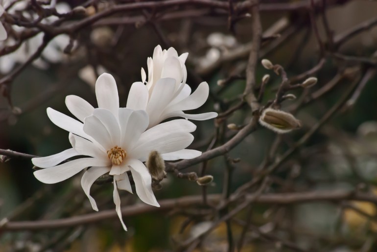 2 Quote A Flower Daily - Star Magnolia 01