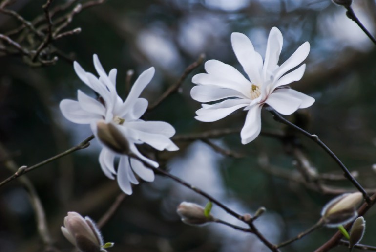 2 Quote A Flower Daily - Star Magnolia 02