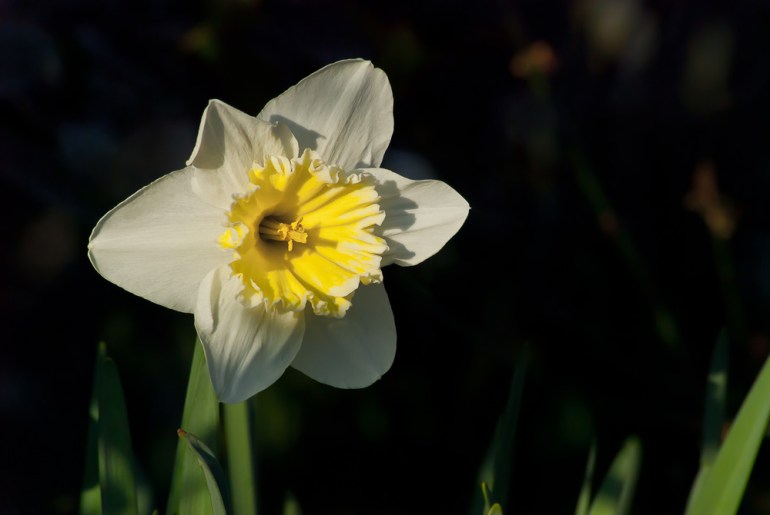 2 Quote A Flower Daily - Sun Lit Daffodil