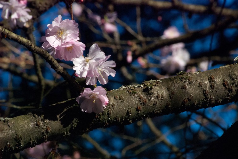 2 Quote A Flower Daily - Three Blossoms