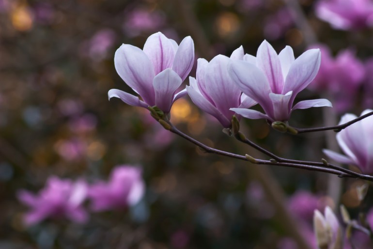 2 Quote A Flower Daily - Three Magnolias