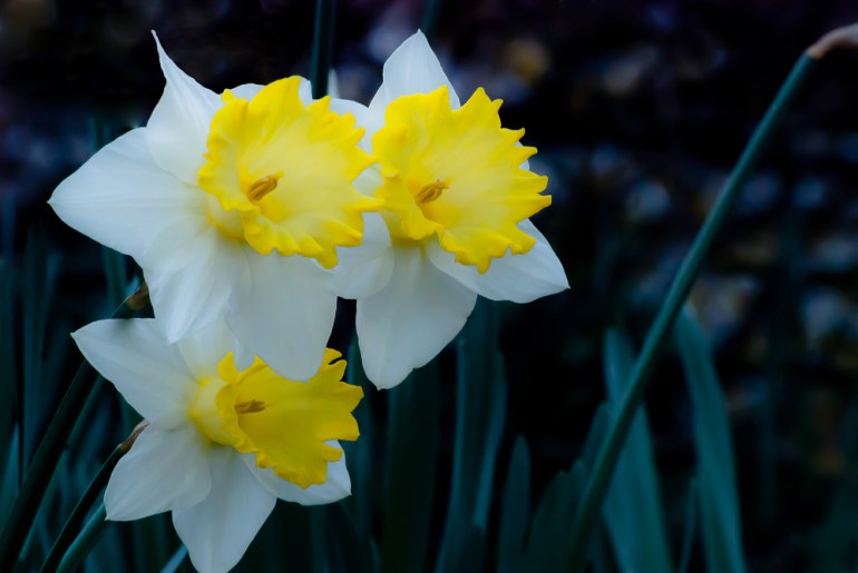 2 Quote A Flower Daily - Three Narcissus
