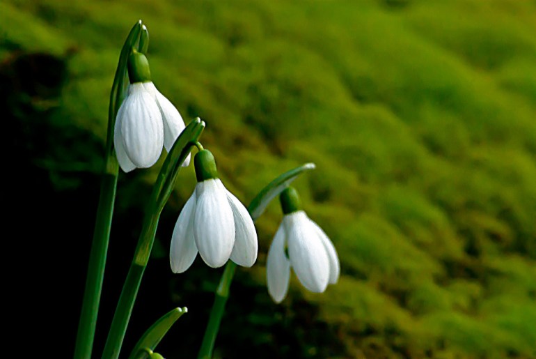 2 Quote A Flower Daily - Three Snowdrops