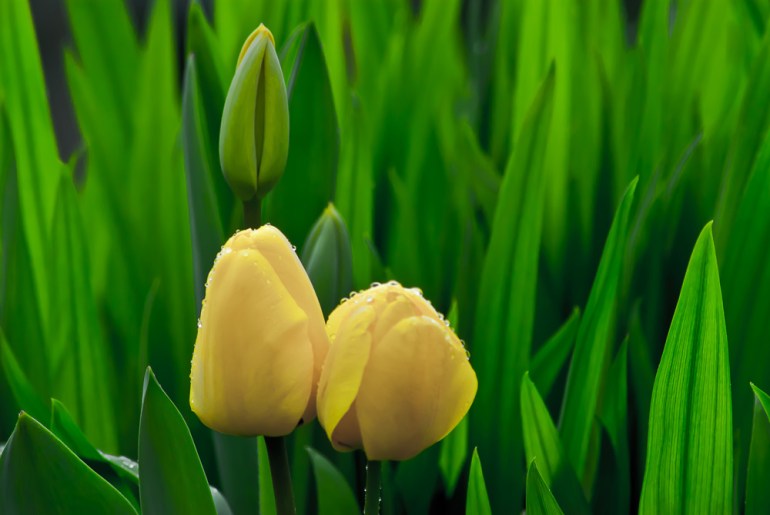 2 Quote A Flower Daily - Three Yellow Tulips