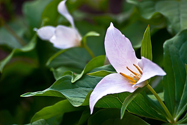 2 Quote A Flower Daily - Trillium Closeup