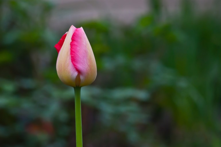 2 Quote A Flower Daily - Tulip Bud