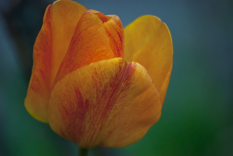 2 Quote A Flower Daily - Tulip Hybrid