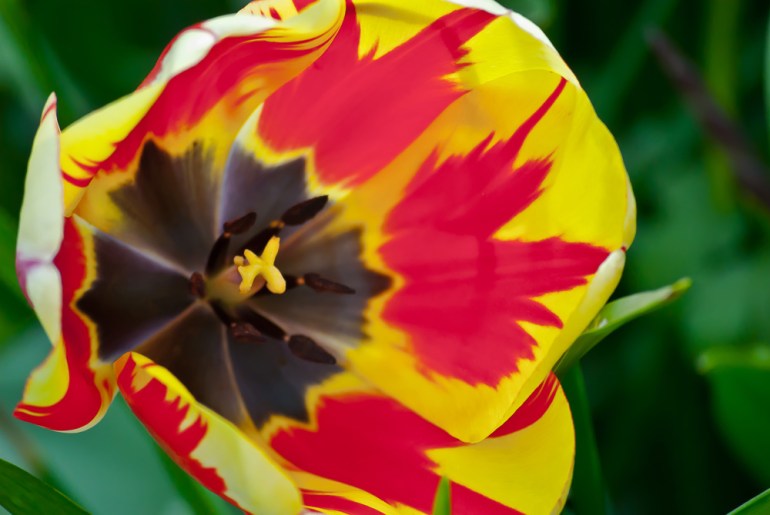 2 Quote A Flower Daily - Tulip On Fire