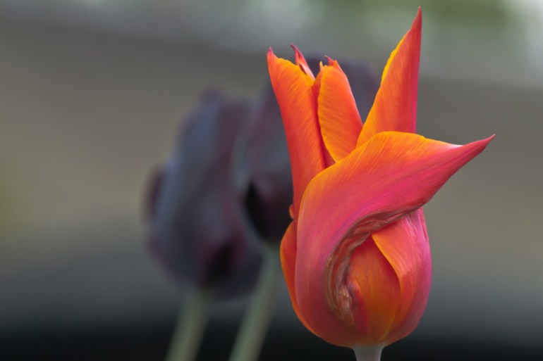 2 Quote A Flower Daily - Tulip Sunlight 02