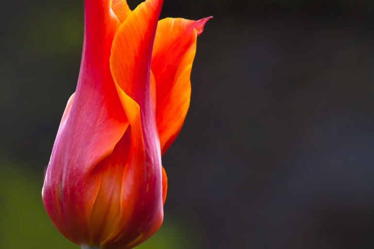 2 Quote A Flower Daily - Tulip Sunlight