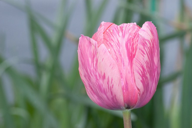2 Quote A Flower Daily - Tulip
