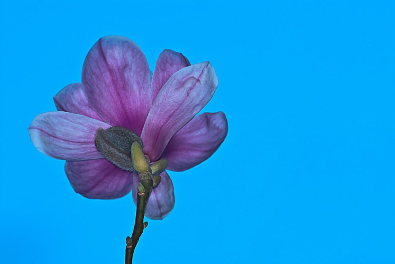 2 Quote A Flower Daily - Under Magnolia