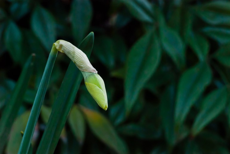 2 Quote A Flower Daily - Virgin Daffodil